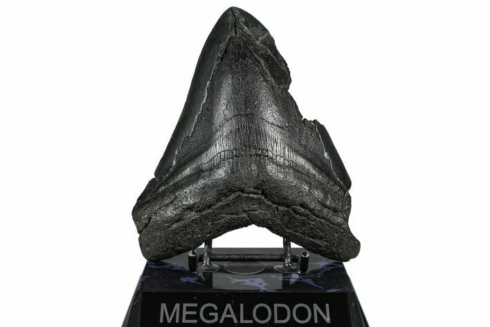 Bargain, Fossil Megalodon Tooth - South Carolina #360785